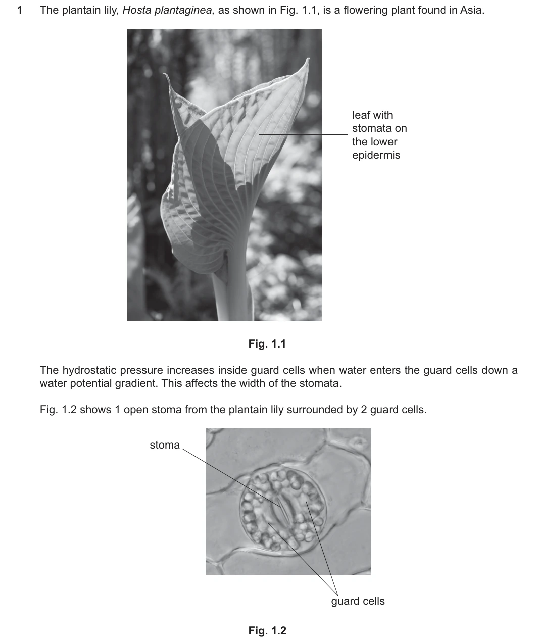 9700/52/O/N/25 question 1